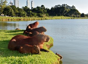 renaturalizacao-de-rios-avanca-como-resposta-a-enchentes-nas-cidades-brasileiras